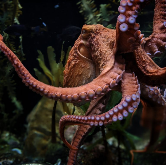 picture of octonation octopus